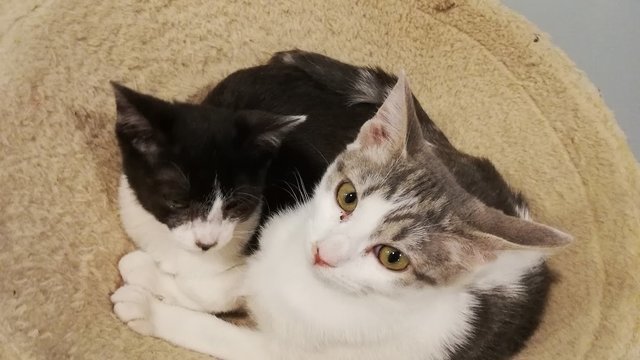 Pet and Tea Cat Café
